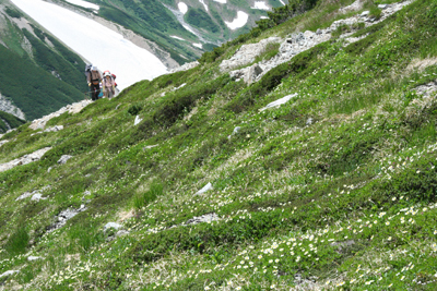 別山南峰のチングルマのお花畑付近を登っている写真