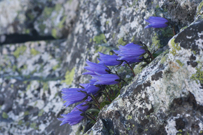 岩場に咲くチシマギキョウの写真