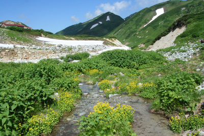 ヤマガラシの咲く称名川と奥大日岳の写真