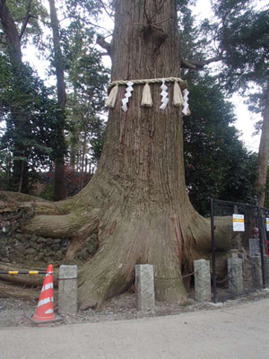 高尾山参道の蛸杉の写真