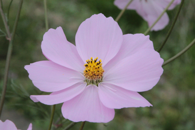 コスモスの花のアップの写真