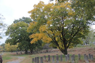 黄色く紅葉した木の写真