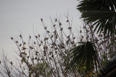 木の枝に止まったスズメの集団の写真