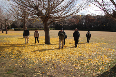 イチョウの落ち葉の黄色い絨毯の上を歩いている写真