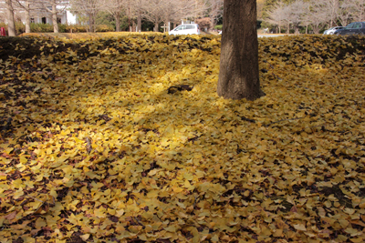地面を黄色に染めるイチョウの落ち葉の写真