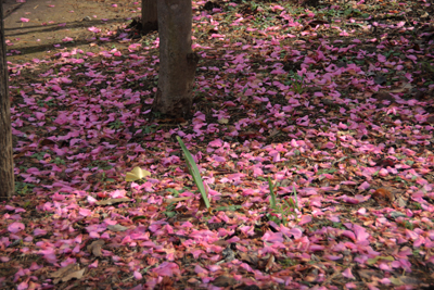 地面をピンクに染める椿の花弁の写真