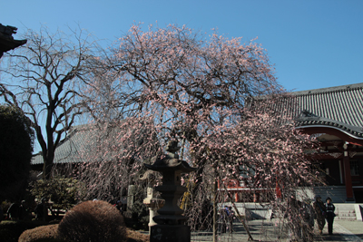 宏善寺のしだれ梅の写真