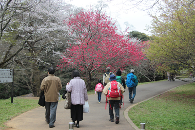 ハナモモの咲く道を歩いている写真