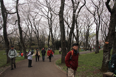 ソメイヨシノの咲く三の門跡付近を歩いている写真