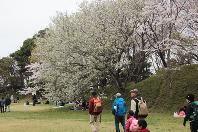 いろんな桜が咲く本丸跡を歩いている写真