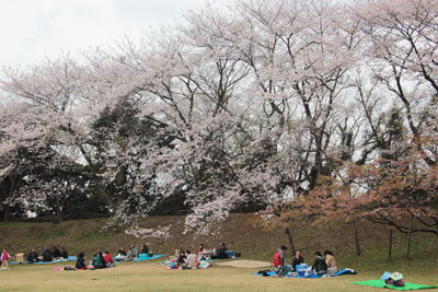 本丸跡の桜の下でシートを広げてくつろぐ人たちの写真