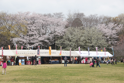 本丸跡中央の売店と咲き乱れるいろんな種類の桜の写真