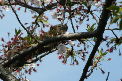 桜の花を食べるタイワンリスの写真