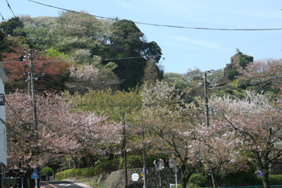 春の鷹取山の雰囲気の写真