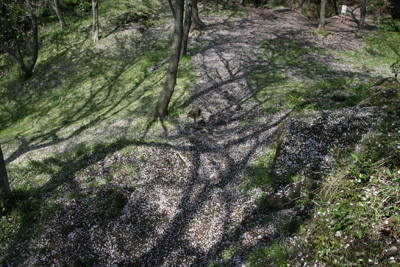 桜の花びらの絨毯のような地面の写真