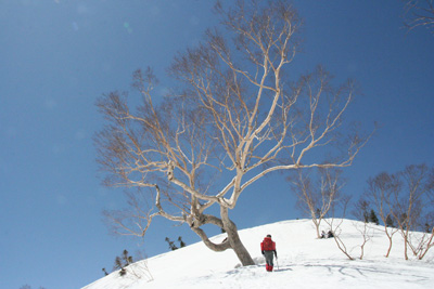 青空に枝を伸ばしたダケカンバの横を登る人の写真