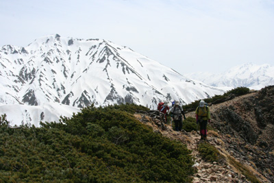五竜岳を背に雪のとけた稜線を歩いている写真