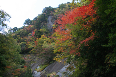 きれいに紅葉した樹木と岩肌の写真