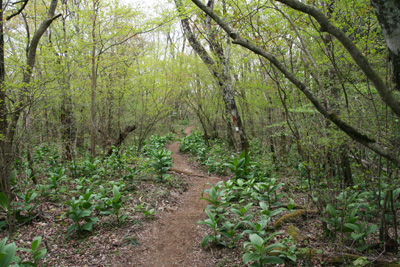 バイケイソウの葉が多い稜線の道の写真