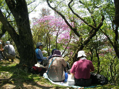 万二郎岳の山頂でミツバツツジを見ながら昼食を取っている写真