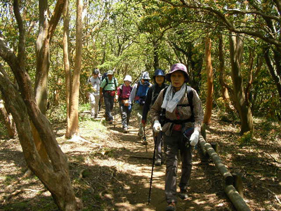 ヒメシャラの林を歩いている写真