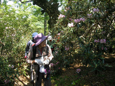 シャクナゲの花の横を歩いている写真