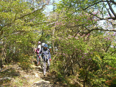 ミツバツツジが咲く登山道を歩いている写真