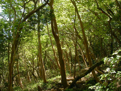 ヒメシャラ林の写真