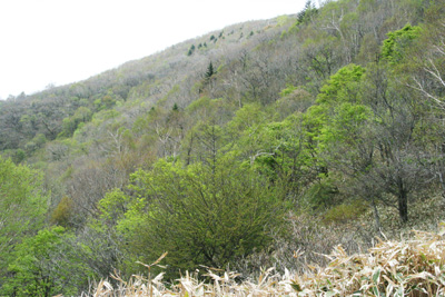 新緑と芽吹きが美しい地蔵岳の山腹の写真