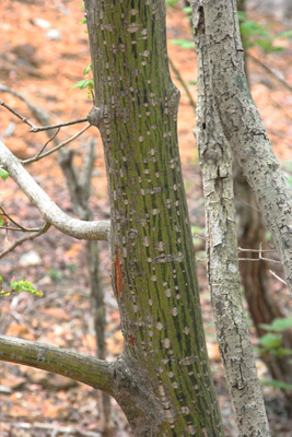 ウリハダカエデの樹皮の写真