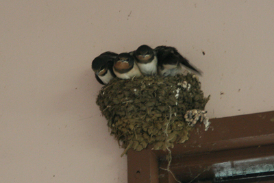 都留駅に作られた巣から落ちそうな大きく育った燕の雛たちの写真