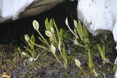 雪渓の下から細い茎を伸ばして日光に当たろうとしているミズバショウの写真