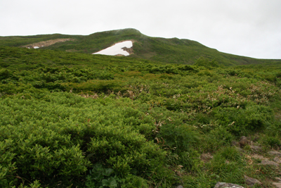 焼石岳山頂の写真