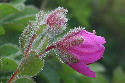 無数の水滴が付いたエゾツツジの花の写真