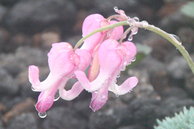 駒草の花のアップの写真
