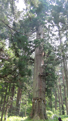樹齢１０００年以上といわれる爺杉の写真