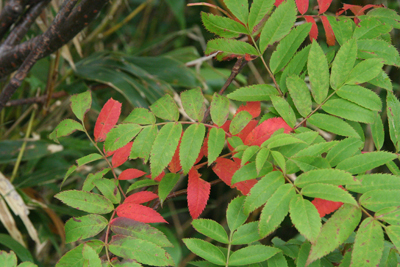 赤く色づいたナナカマドの葉の写真