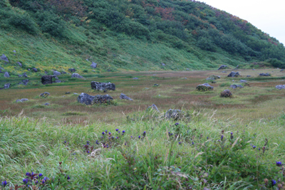 岩の点在する湿原の写真