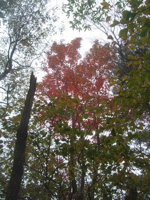 赤く紅葉した木を見上げた写真