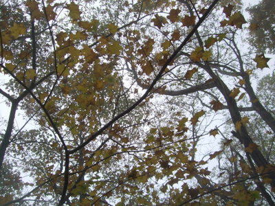 黄色く色づいた木の写真