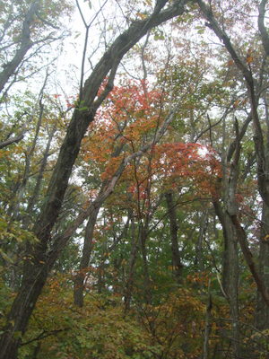秋色に染まった木々の写真