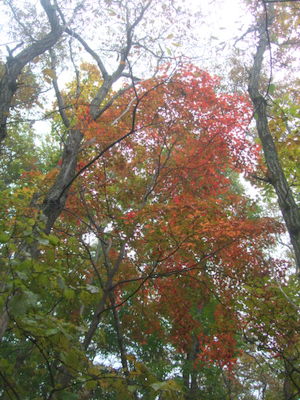 赤く染まった木の写真