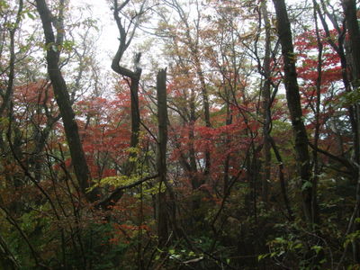 赤く色づいた木々の写真