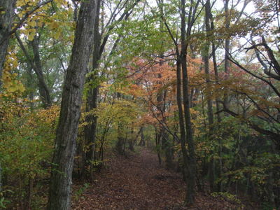 紅葉した木々でトンネルのようになった登山道の写真