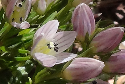 センブリの花のアップの写真
