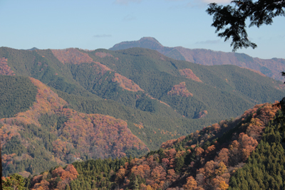湯久保尾根の上に見えた大岳山の写真