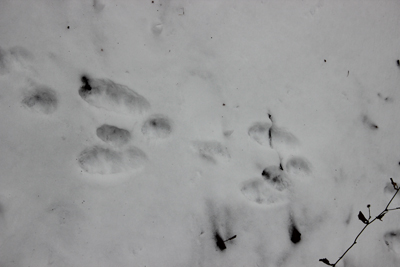 雪の上に付けられたウサギの足跡の写真