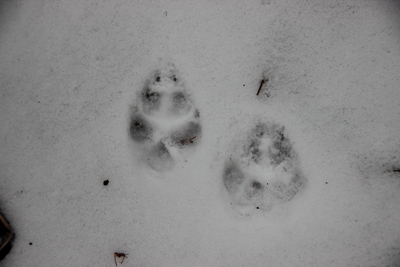 雪の上に付けられたタヌキの足跡の写真