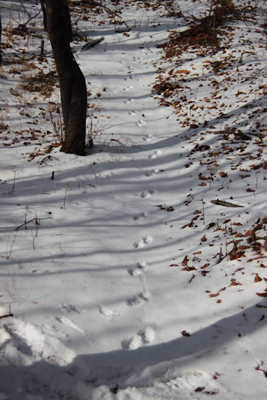 雪の上に長く付けられた狸の足跡の写真