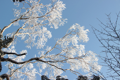 ダケカンバの樹氷の写真